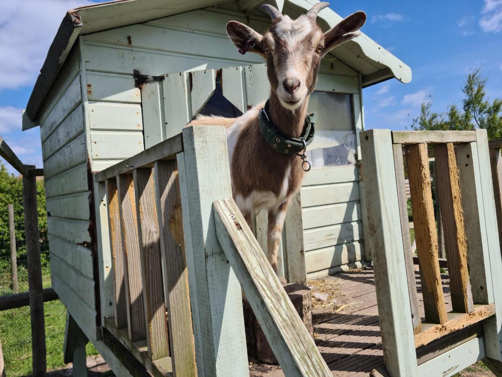 Farm stay Jurassic Loft Apartment Weymouth
